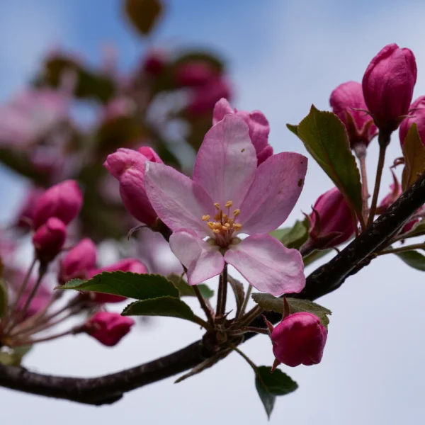 Malus RED OBELISK ('D.V.P. Obel') – Malus RED OBELISK ('D.V.P. Obel')