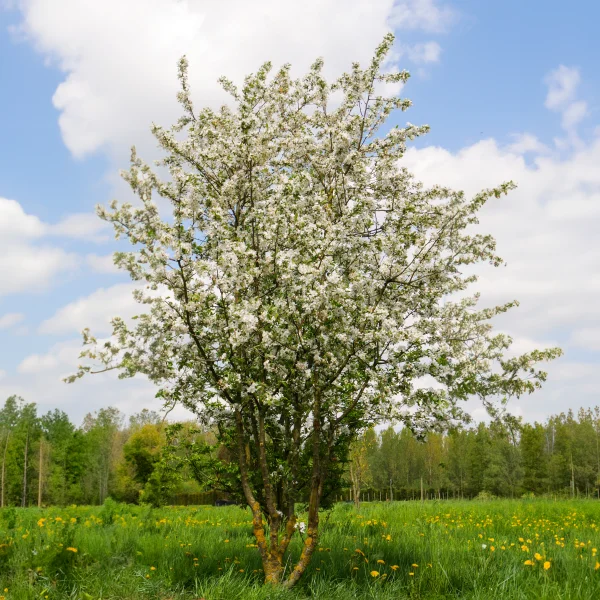 Malus 'Red Sentinel' – Zier-Apfel