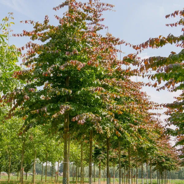 Parrotia persica – Persische Parrotie, Eisenholz