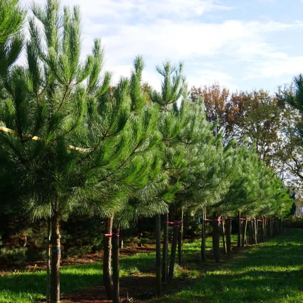 Pinus pinaster – Gewöhnliche Strand-Kiefer