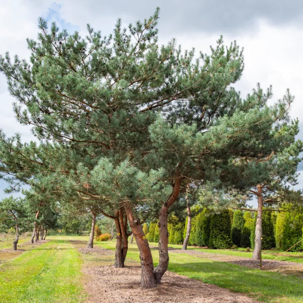 Pinus sylvestris – Gewöhnliche Kiefer, Wald-Kiefer, Föhre