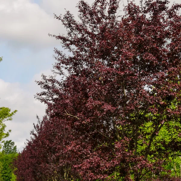 Prunus cerasifera 'Nigra' – Blut-Pflaume