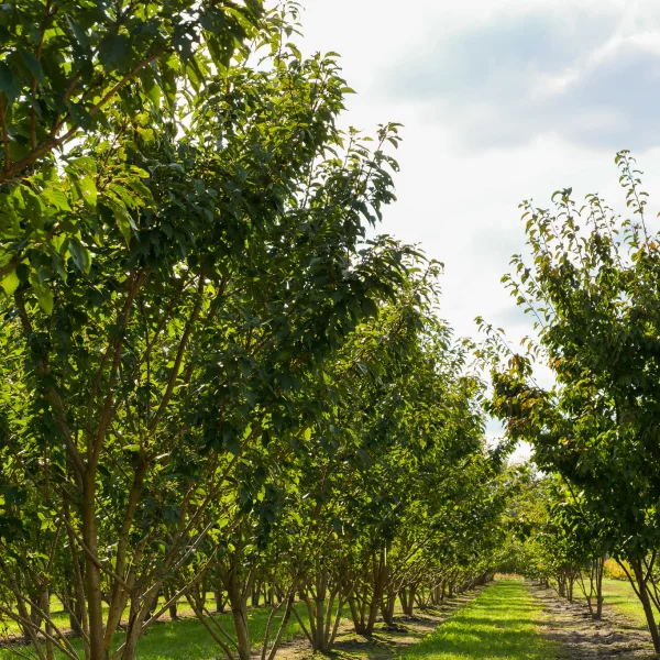 Prunus serrulata 'Kanzan' – (Hohe) Japanische Nelken-Kirsche