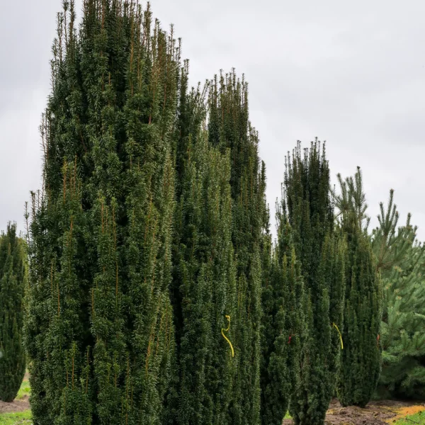 Taxus baccata 'Fastigiata' – Säulen-Eibe