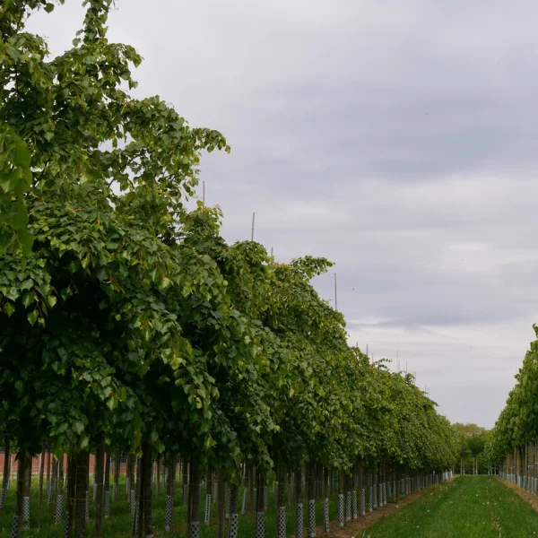 Tilia mongolica 'Buda' – Tilia mongolica 'Buda'