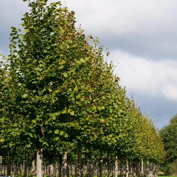 Tilia platyphyllos – Sommer-Linde