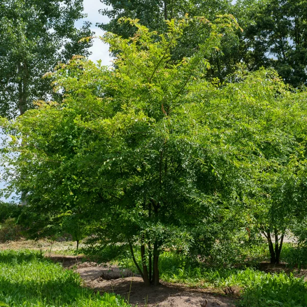 Ulmus parvifolia – Chinesische Ulme, Kleinblättrige Ulme