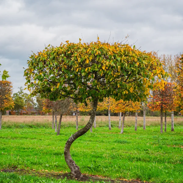 Carpinus betulus TREEVOLUTION ® THE SWING ®