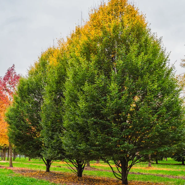 Carpinus betulus 'Fastigiata' &ndash; Pyramiden - Hainbuche