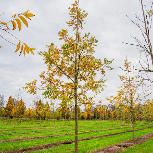 Carya illinoinensis &ndash; Pekannuss
