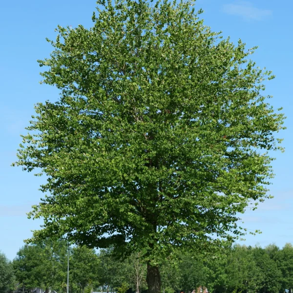 Cercidiphyllum japonicum &ndash; Katsurabaum, Kuchenbaum