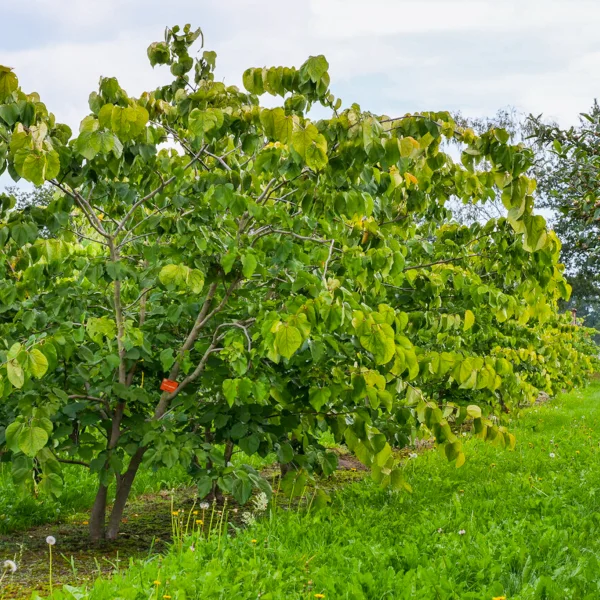 Cercis gigantea &ndash; Riesen-Judasbaum