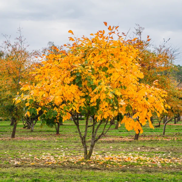Cladrastis kentukea – Gelbholz