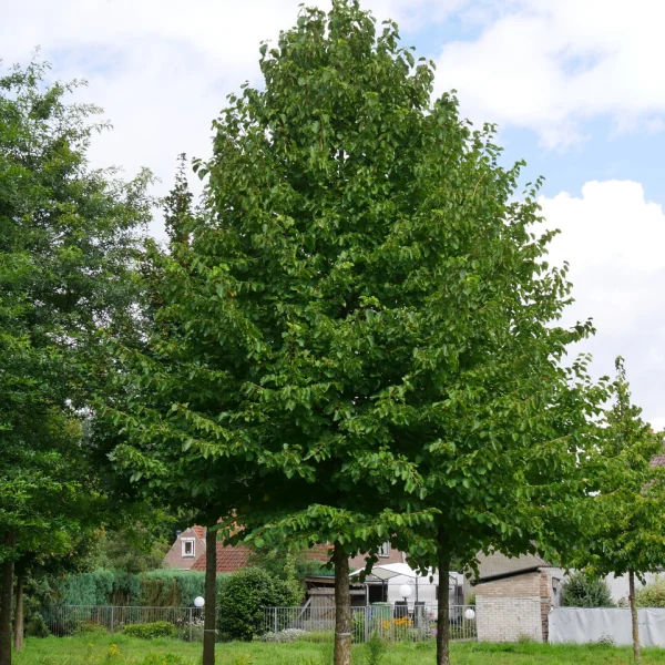 Corylus colurna &ndash; Baumhasel, Türkische Hasel