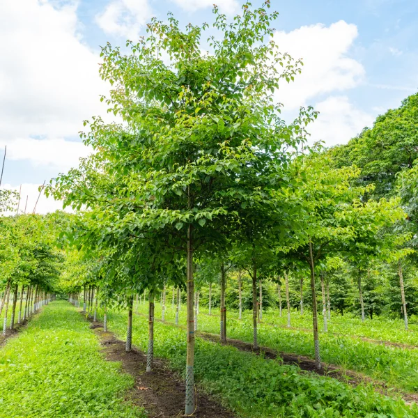 Cornus controversa – Pagoden-Hartriegel