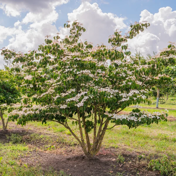 Cornus kousa &ndash; Japanischer Blumen-Hartriegel