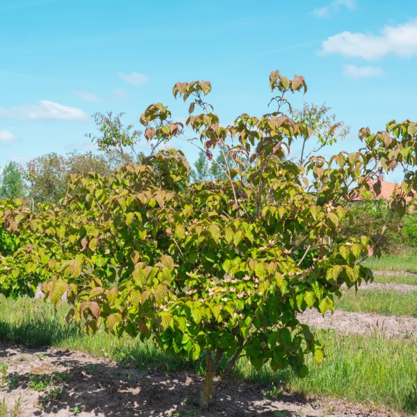 Cornus kousa 'Satomi' &ndash; Cornus kousa 'Satomi'