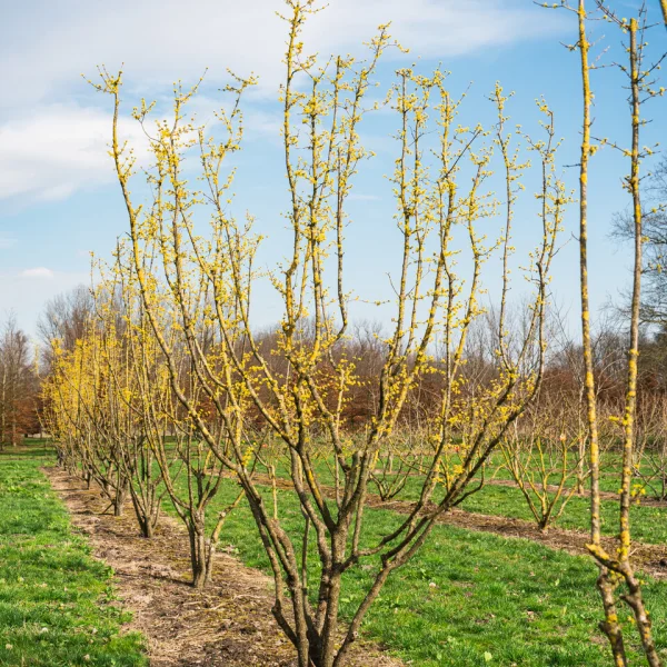 Cornus mas &ndash; Kornelkirsche, Gelber Hartriegel