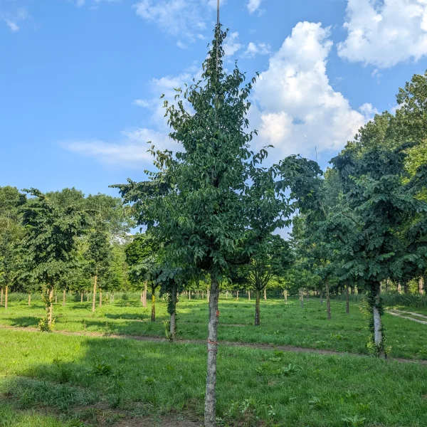 Cornus officinalis &ndash; Japanische Kornelkirsche
