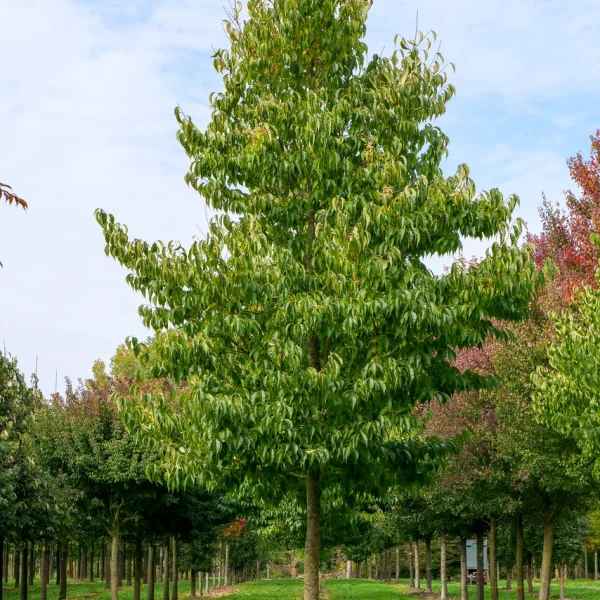 Eucommia ulmoides &ndash; Chinesischer Guttaperchabaum