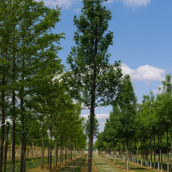 Malus trilobata – Dreilappiger Apfel