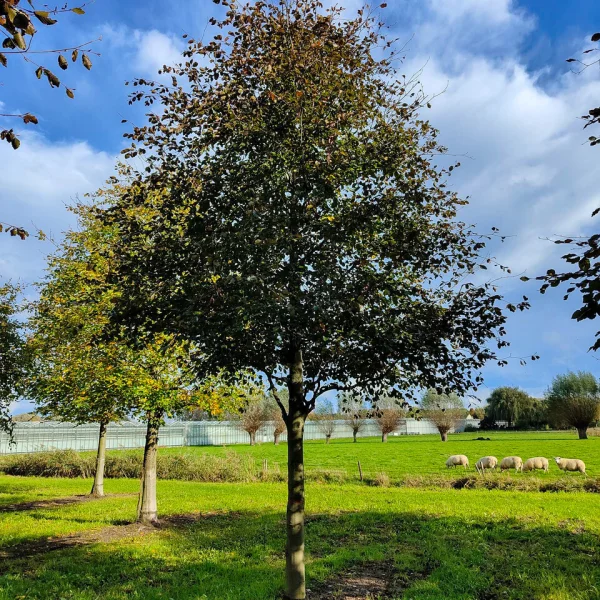 Fagus sylvatica 'Riversii' &ndash; Fagus sylvatica 'Riversii'