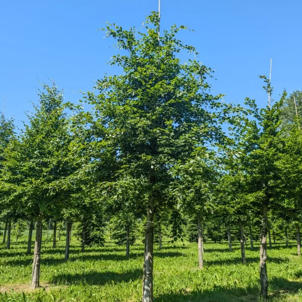 Fagus sylvatica &ndash; Rot-Buche, Gemeine Buche, Waldbuche