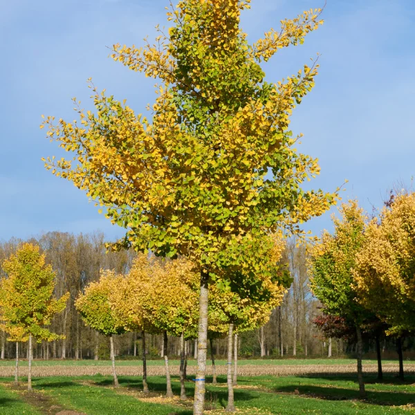 Ginkgo biloba 'Autumn Gold' &ndash; Ginkgo biloba 'Autumn Gold'