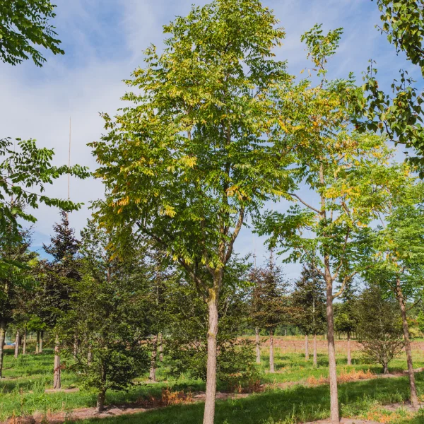 Gymnocladus dioica &ndash; Geweihbaum