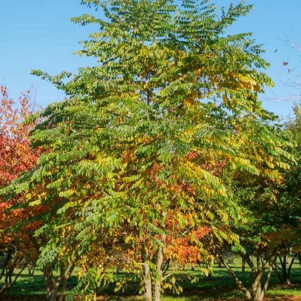 Gymnocladus dioica &ndash; Geweihbaum