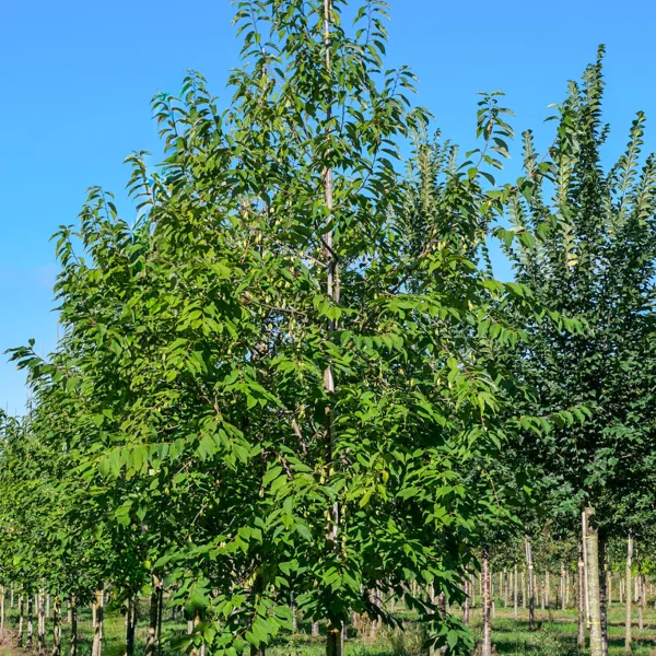 Halesia monticola &ndash; Schneeglöckchenbaum