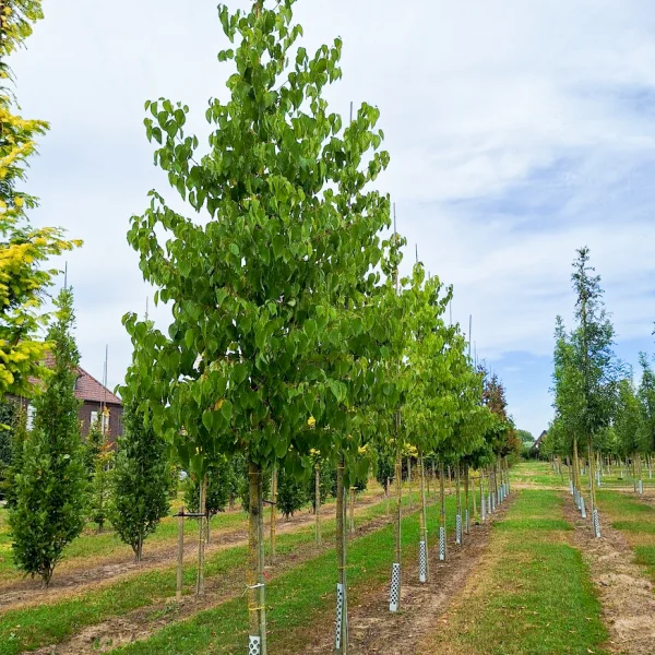 Hovenia dulcis