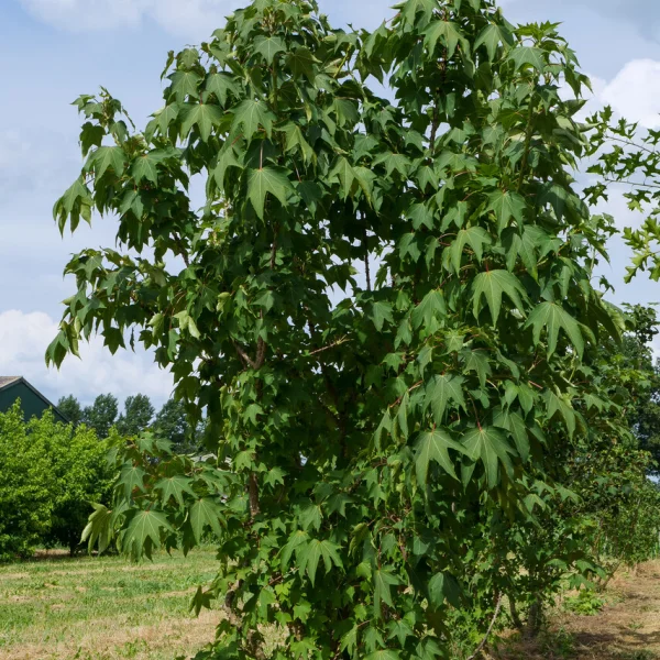 Kalopanax septemlobus &ndash; Baumaralie