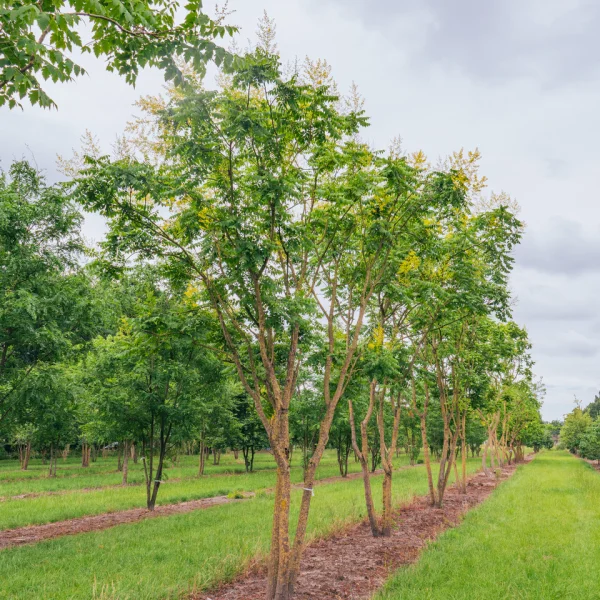 Koelreuteria paniculata – Chinesischer Lackbaum, Blasenbaum