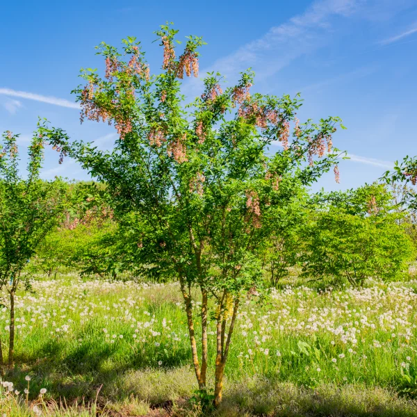 Laburnocytisus adamii &ndash; Geißkleegoldregen