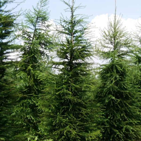 Larix decidua &ndash; Europäische Lärche