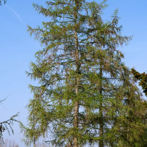 Larix kaempferi &ndash; Japanische Lärche