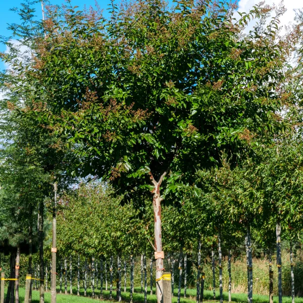 Lagerstroemia 'Natchez' &ndash; Lagerstroemia 'Natchez'