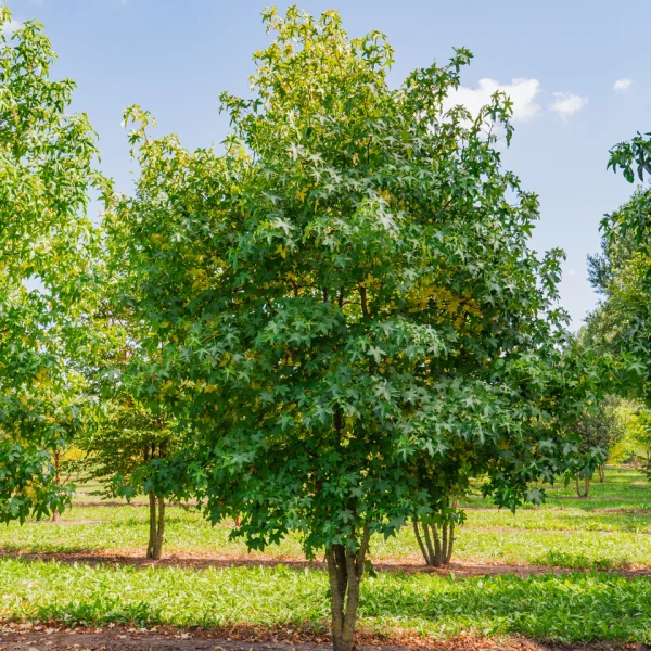 Liquidambar styraciflua &ndash; Guldenbaum, Amerikanischer Amberbaum