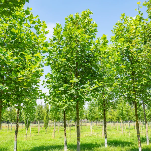 Liriodendron tulipifera – Amerikanischer Tulpenbaum