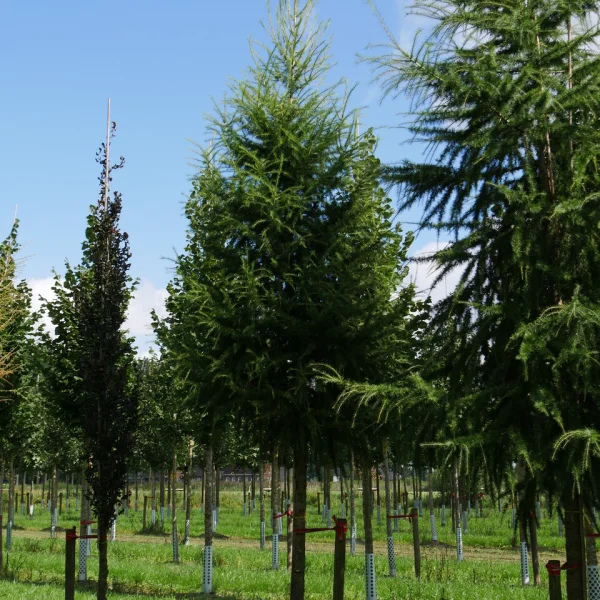 Larix decidua – Europäische Lärche