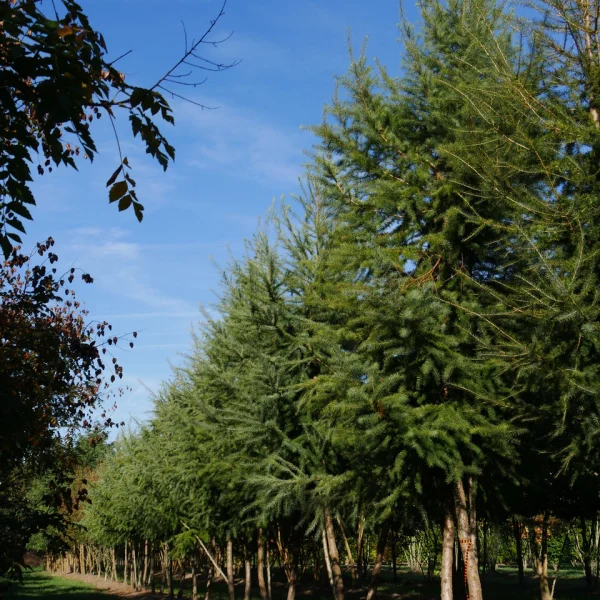 Larix kaempferi – Japanische Lärche