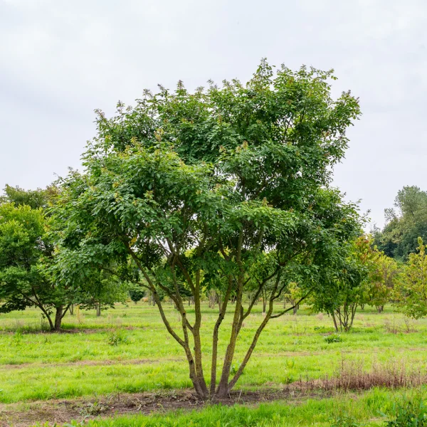 Maackia amurensis – Amur-Maackia