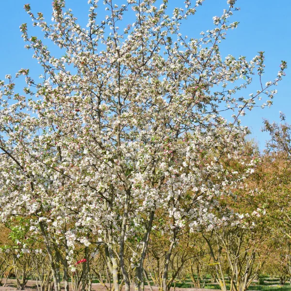 Malus 'Evereste' &ndash; Zier-Apfel