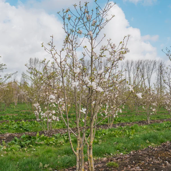 Magnolia ×loebneri 'Merrill' &ndash; Magnolia ×loebneri 'Merrill'