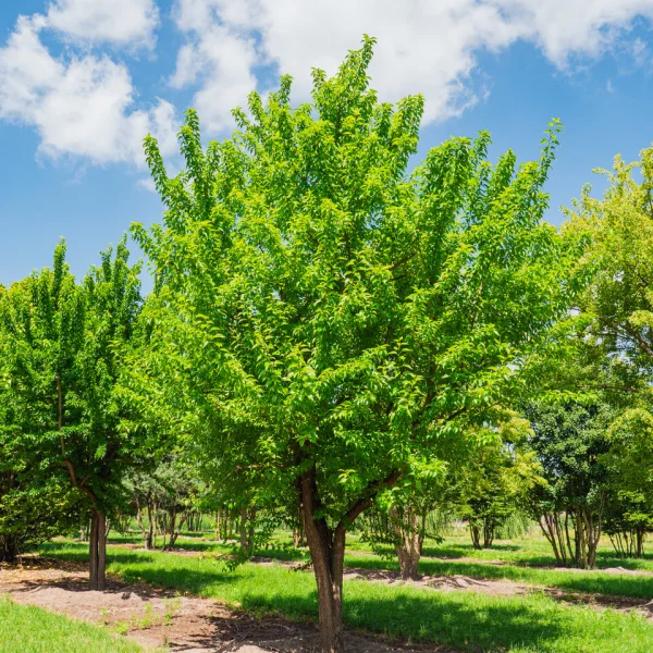 Maclura pomifera &ndash; Osagedorn