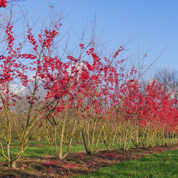 Malus 'Red Sentinel' &ndash; Zier-Apfel