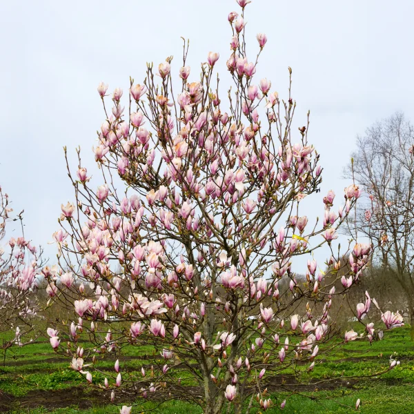 Magnolia ×soulangeana &ndash; Tulpen-Magnolie