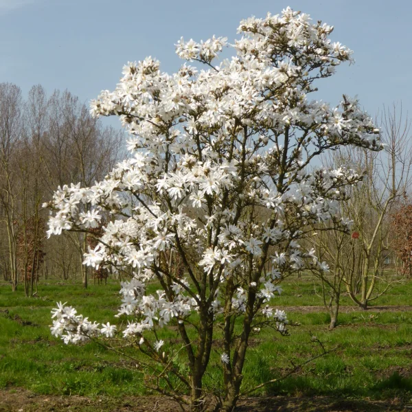 Magnolia stellata &ndash; Stern-Magnolie