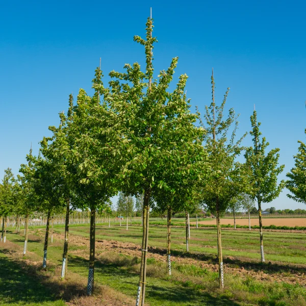 Malus sylvestris &ndash; Holzapfelbaum, Wilder Apfelbaum
